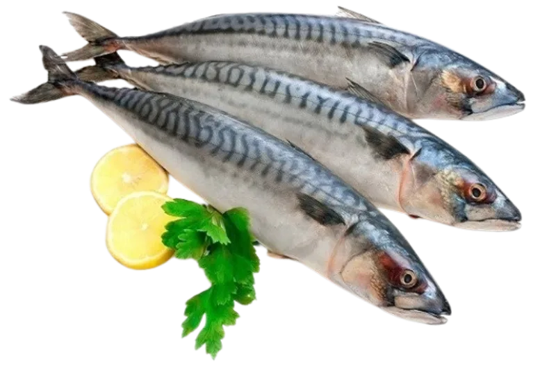 Cá biển tươi đánh bắt tự nhiên